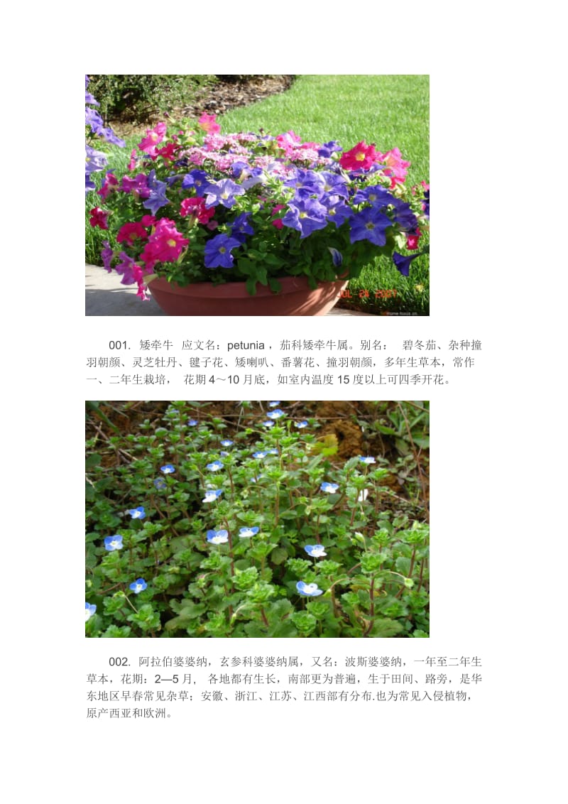 131种常用花卉、地被植物(附图片)_第2页