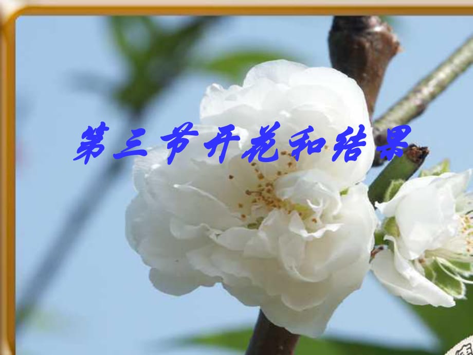 說課課件《開花和結(jié)果》_第1頁