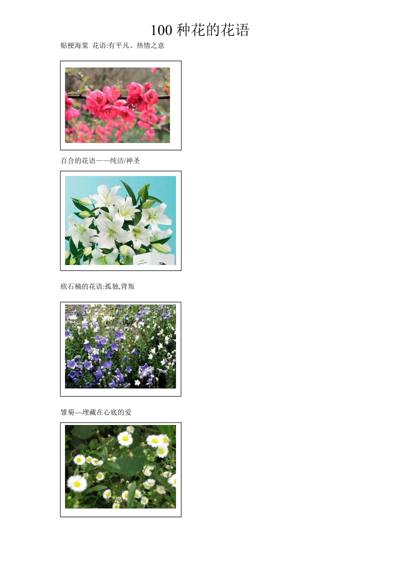 100种花的花语和图片_第1页