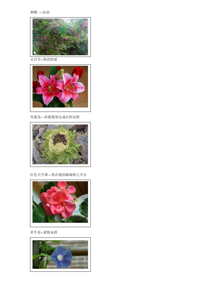 100种花的花语和图片_第2页