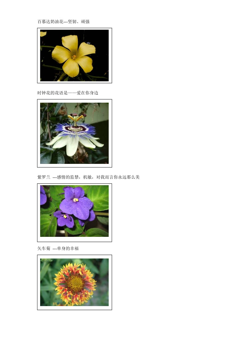 100种花的花语和图片_第3页