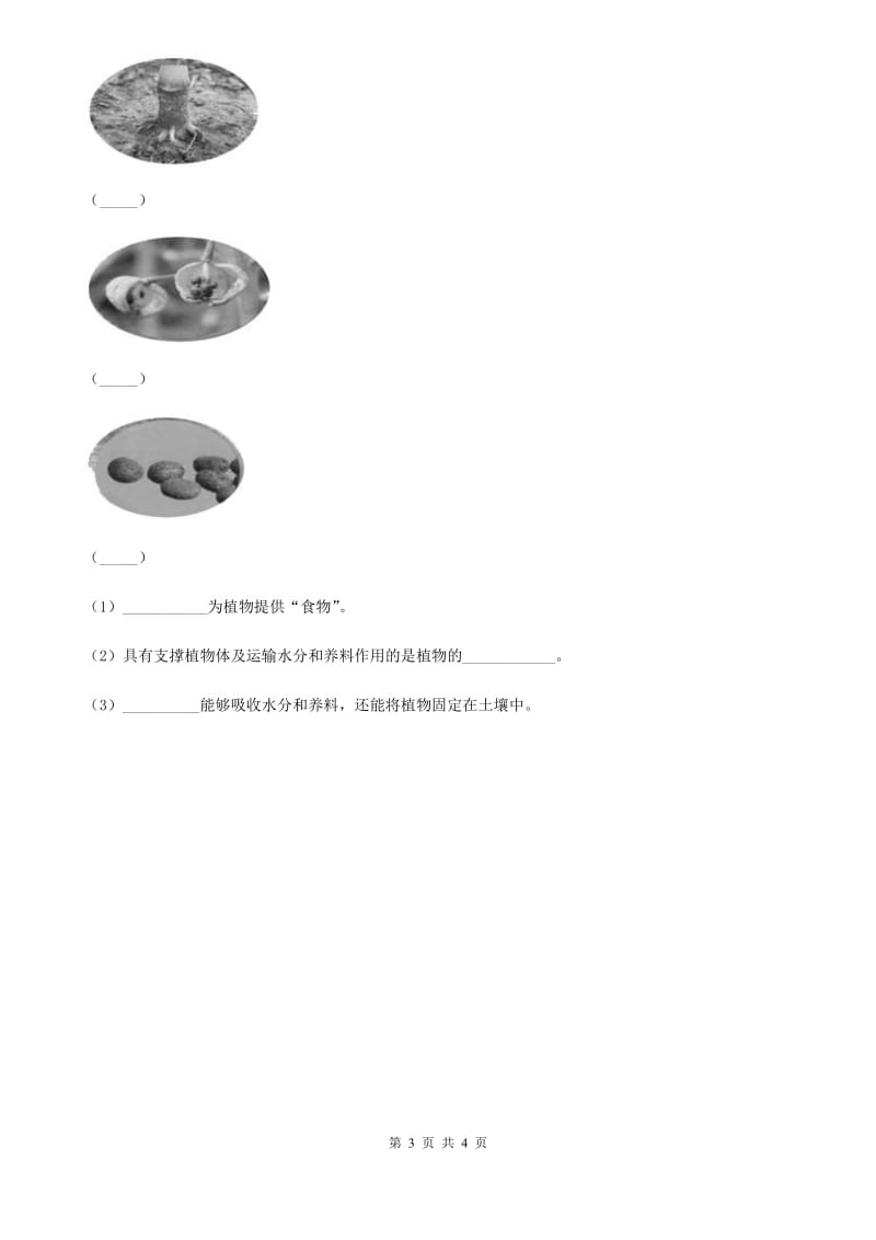 教科版科学一年级上册3.观察叶_第3页