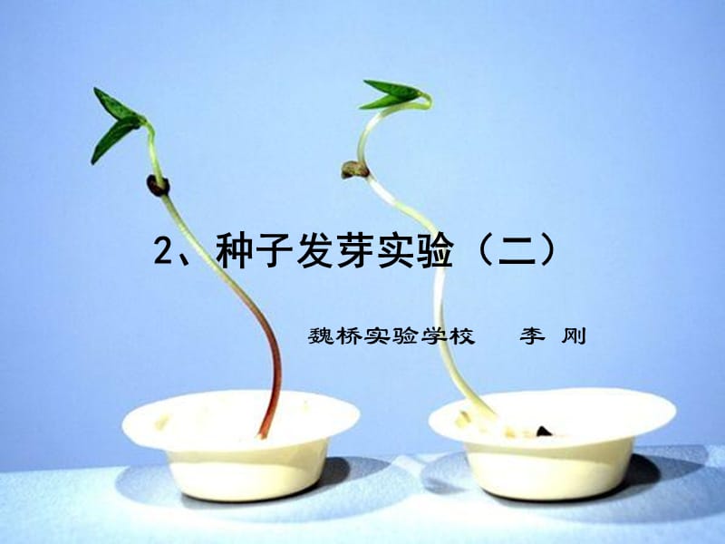 《種子發(fā)芽實驗》PPT課件_第1頁