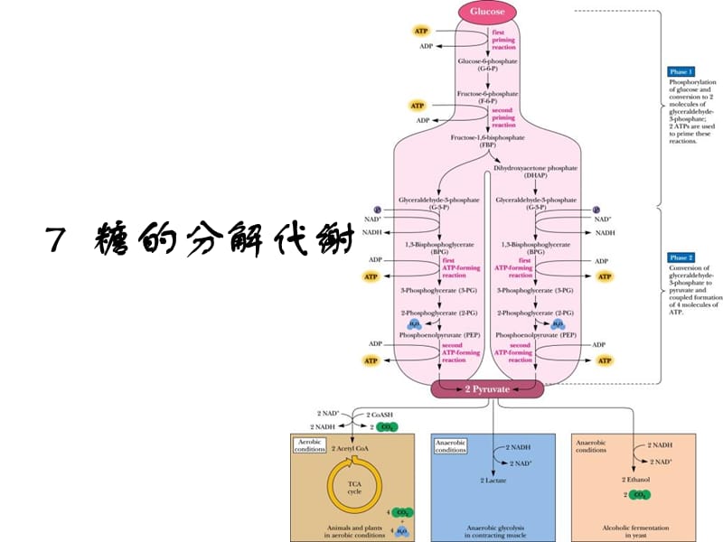 《糖的分解代謝》課件_第1頁(yè)