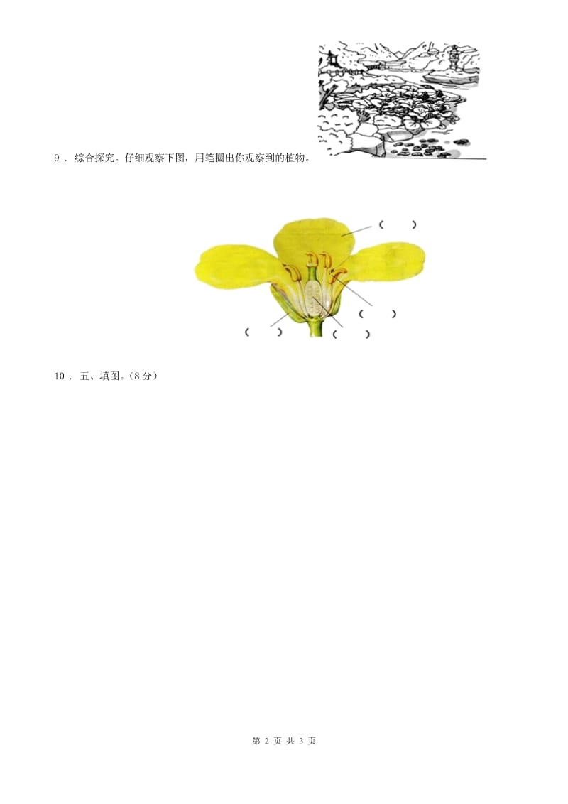 教科版（教学）科学一年级上册2.观察一棵植物_第2页