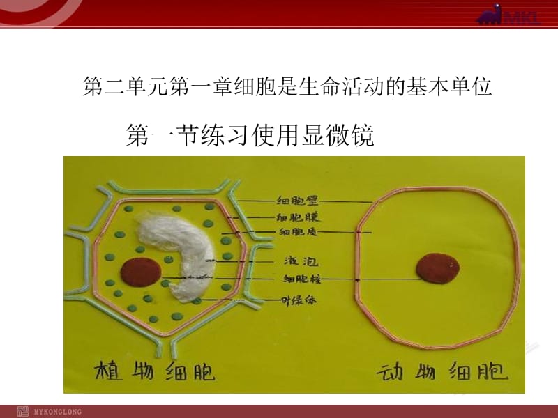 《練習(xí)使用顯微鏡》PPT課件_第1頁(yè)