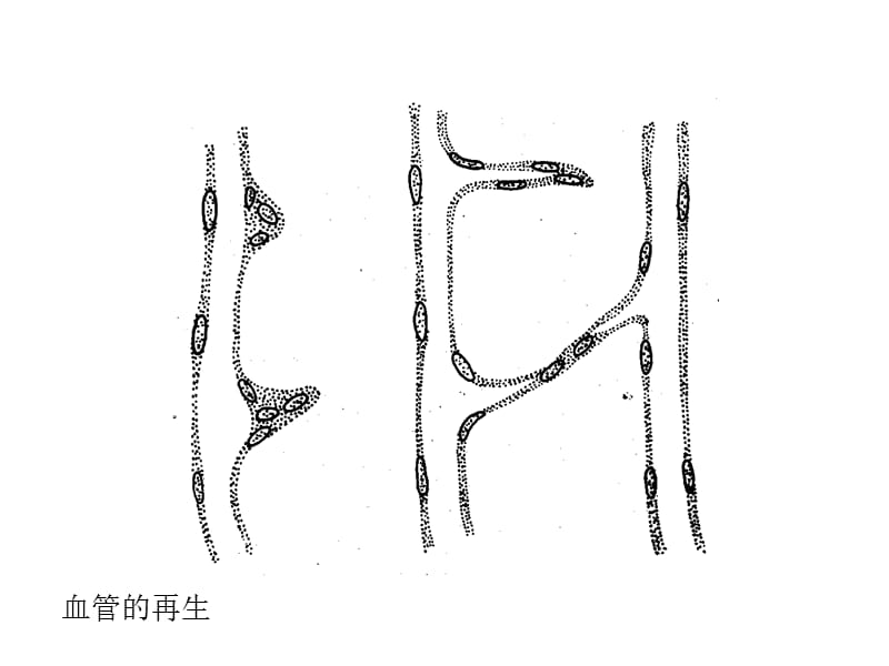 《毛細(xì)血管再生》PPT課件_第1頁(yè)