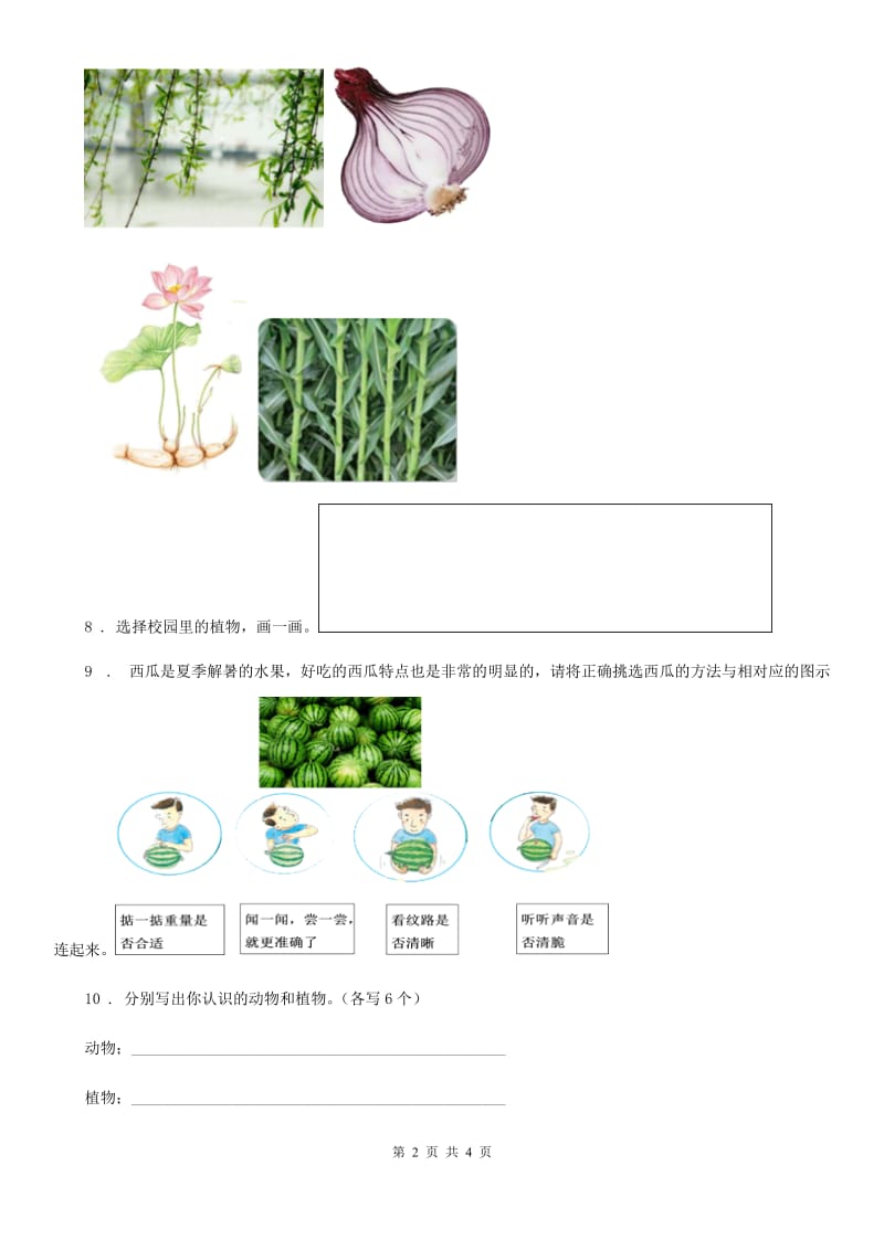 教科版科学一年级上册2.观察一棵植物_第2页