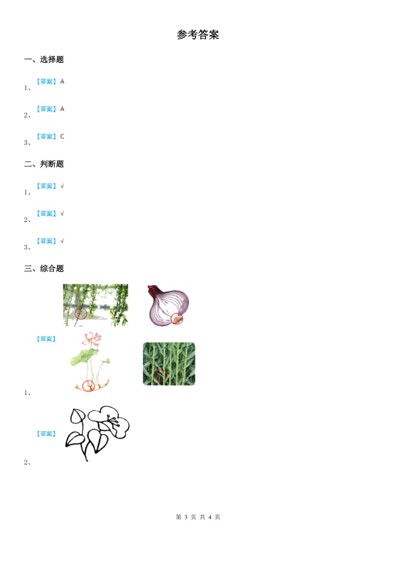 教科版科学一年级上册2.观察一棵植物_第3页