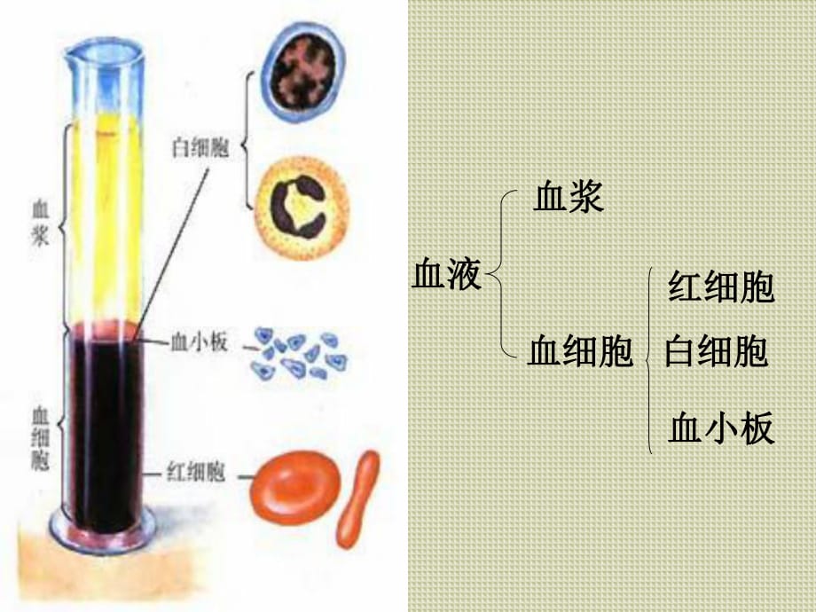 《輸血與血型》課件_第1頁