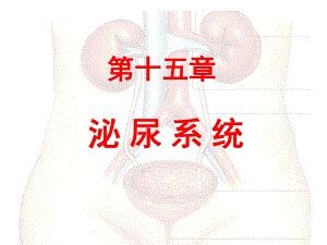 《系統(tǒng)解剖學》泌尿系統(tǒng)