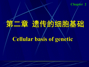 《遺傳的細(xì)胞基礎(chǔ)》PPT課件