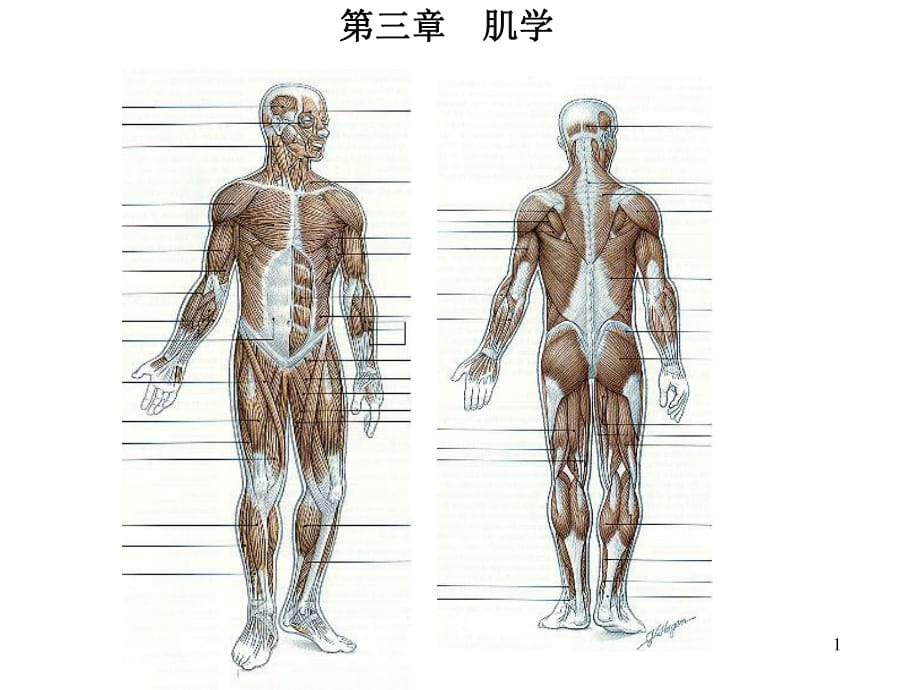 肌學-解剖學教學課件_第1頁