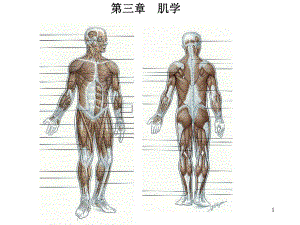 肌學(xué)-解剖學(xué)教學(xué)課件