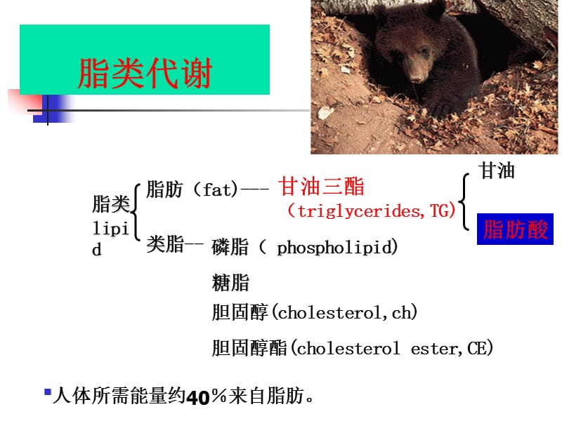 脂肪酸的分解代謝ppt課件_第1頁