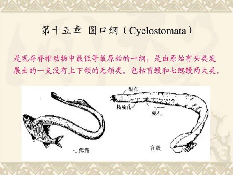 圓口綱的主要特征_第1頁