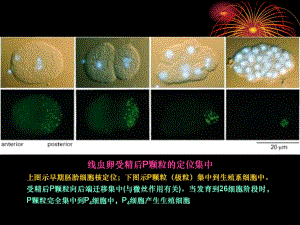 中國(guó)海洋大學(xué)細(xì)胞生物學(xué)課件17細(xì)胞分化