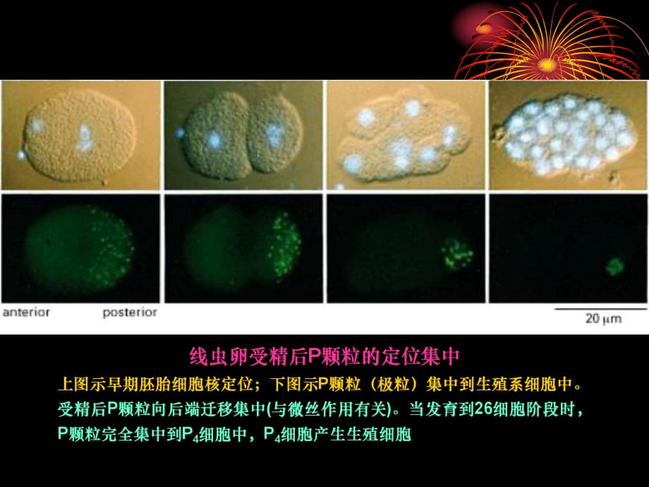 中國海洋大學(xué)細(xì)胞生物學(xué)課件17細(xì)胞分化_第1頁