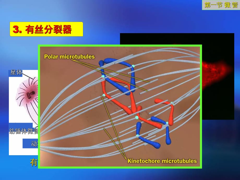 中國海洋大學(xué)細(xì)胞生物學(xué)課件12細(xì)胞骨架_第1頁