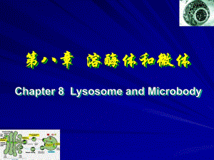 中國(guó)海洋大學(xué)細(xì)胞生物09溶酶體和微體