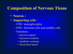 神经元和神经胶质细胞-胶质细胞