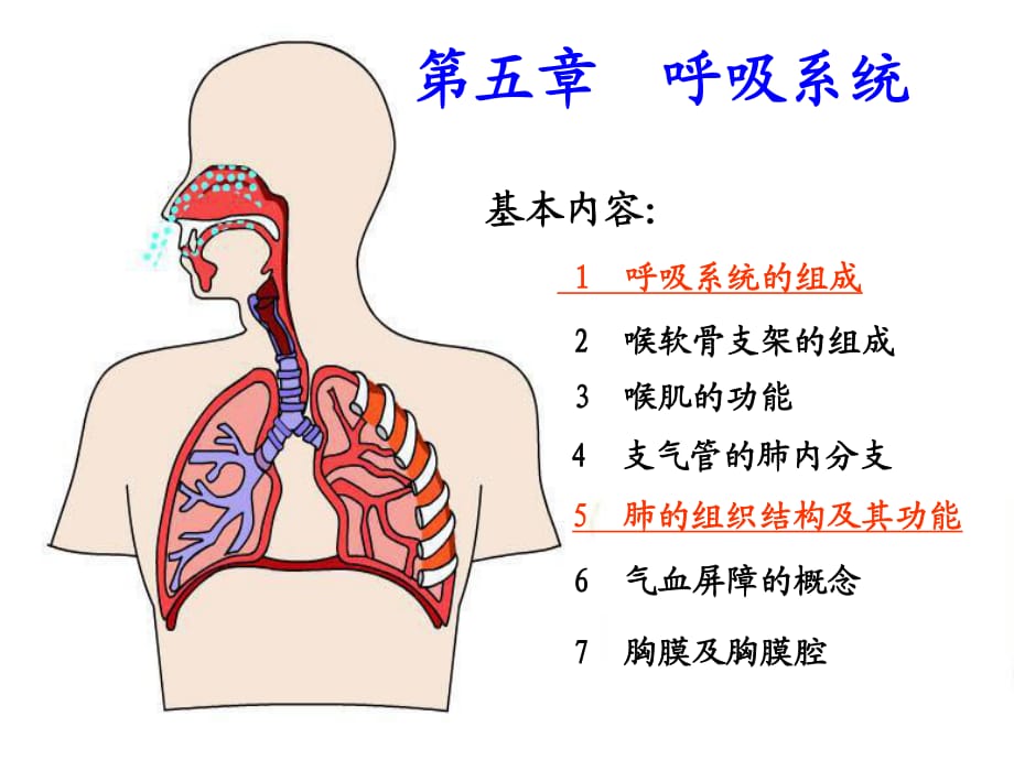 人体组织学与解剖学课件呼吸系统_第1页
