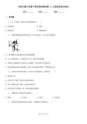 北師大版七年級(jí)下冊(cè)生物鞏固訓(xùn)練 11.2尿的形成與排出