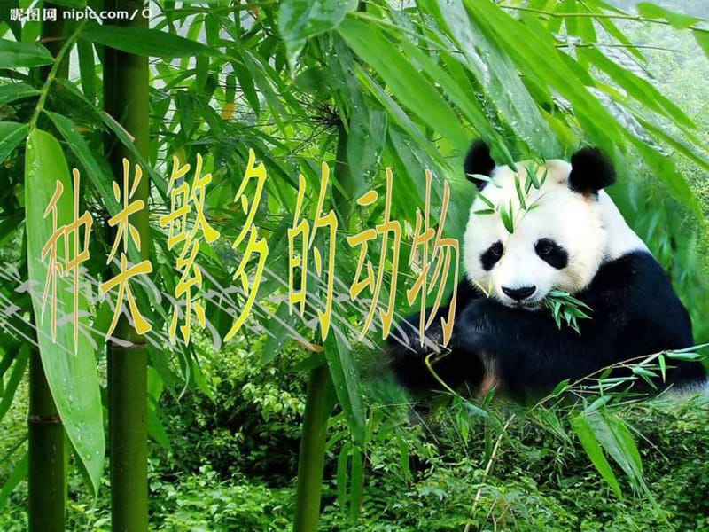 《種類繁多的動物》ppt優(yōu)秀課件_第1頁