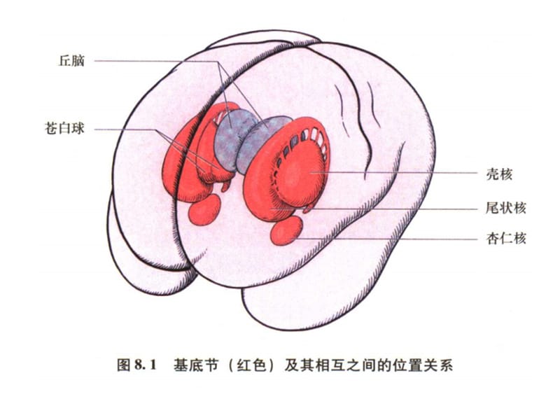 基底节区解剖位置关系_第1页