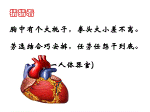 公开课4.3输送血液的泵-心脏