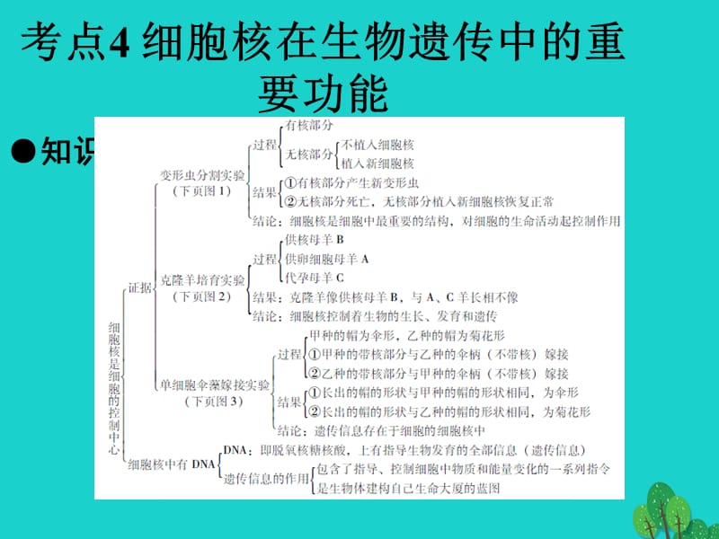 中考生物 第2单元 考点4 细胞核在生物遗传中的重要功能课件 新人教版_第1页