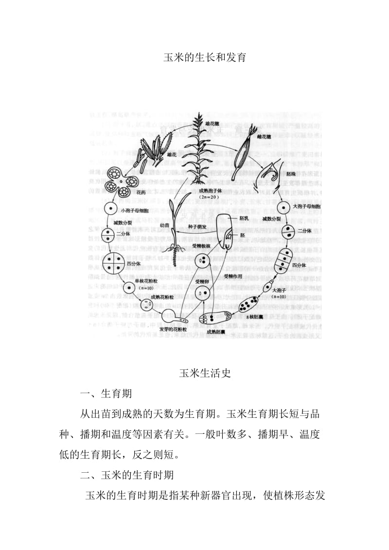 玉米的生长和发育_第1页