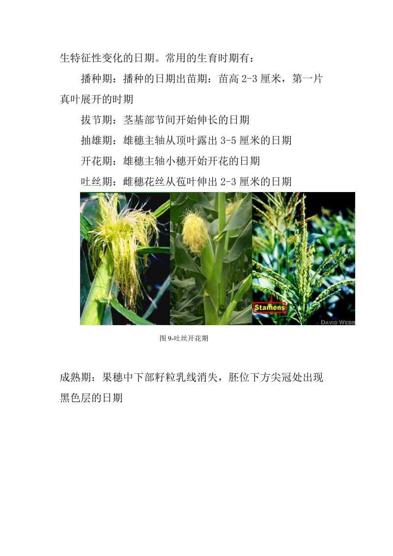 玉米的生长和发育_第2页