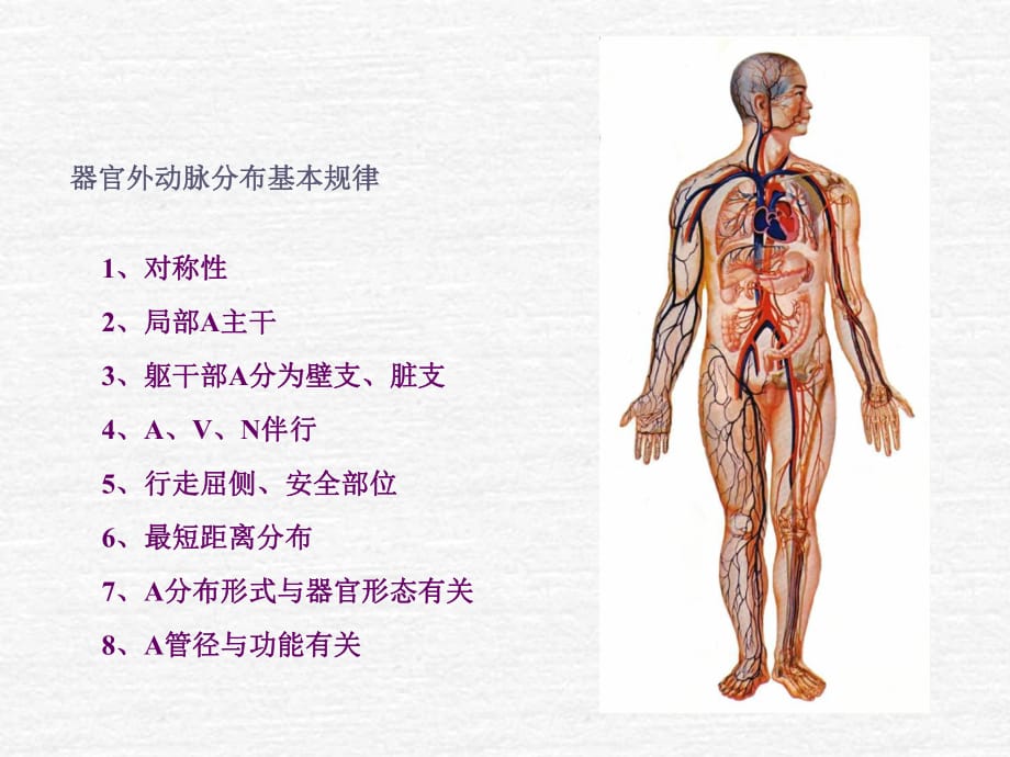 系统解剖学全身动脉_第1页