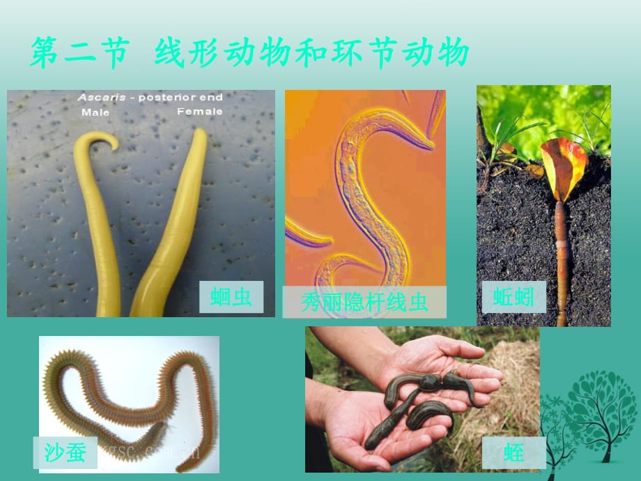 八年級(jí)生物上冊(cè) 5_1_2 線形動(dòng)物和環(huán)節(jié)動(dòng)物課件 （新版）新人教版1_第1頁