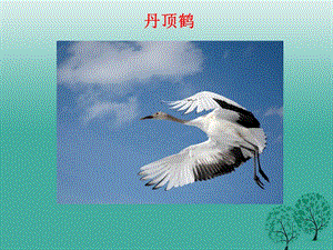 八年级生物上册 5_1_6 鸟课件 （新版）新人教版 (2)