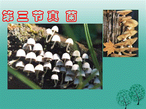 八年级生物上册 5_4_3 真菌教学课件 （新版）新人教版 (2)