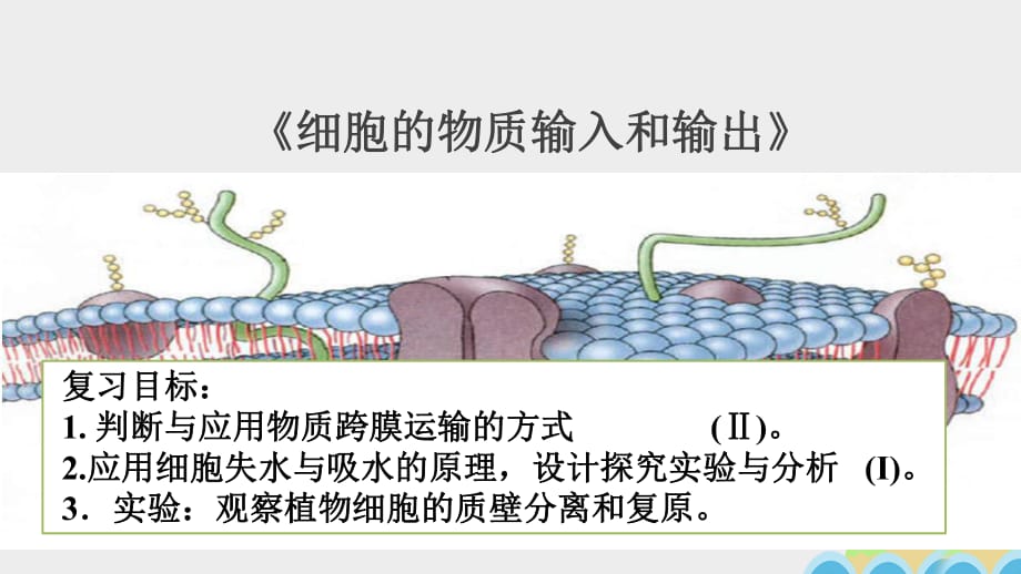 高三生物一輪復(fù)習(xí) 細(xì)胞的物質(zhì)輸入和輸出課件_第1頁