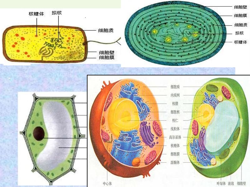 高中生物 第三章 第一節(jié)《細(xì)胞膜——系統(tǒng)的邊界》課件1 新人教版必修11_第1頁(yè)