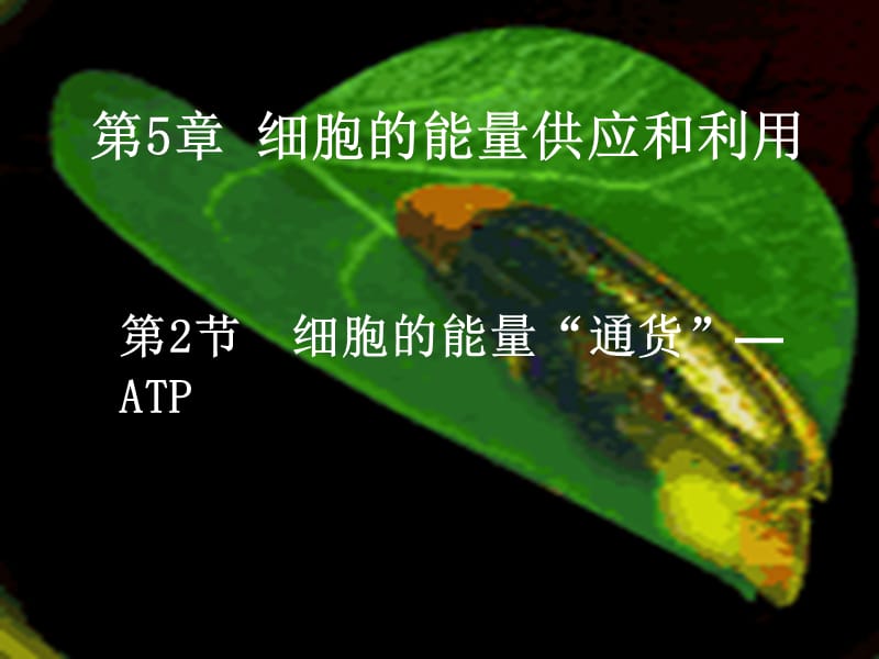 高中生物 5_2 细胞的能量“通货”—ATP课件 新人教版必修1_第1页