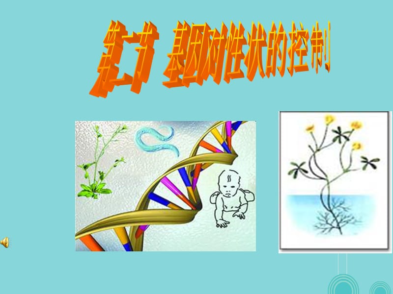 高中生物 4_2 基因?qū)π誀畹目刂普n件 新人教版必修21_第1頁(yè)