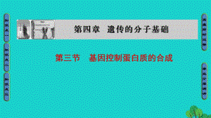 高中生物 第4章 遺傳的分子基礎 第3節(jié) 基因控制蛋白質的合成課件 蘇教版必修2