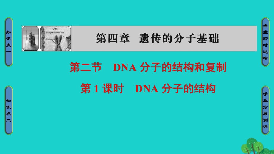 高中生物 第4章 遺傳的分子基礎(chǔ) 第2節(jié) DNA分子的結(jié)構(gòu)和復(fù)制（第1課時(shí)）DNA分子的結(jié)構(gòu)課件 蘇教版必修2_第1頁(yè)