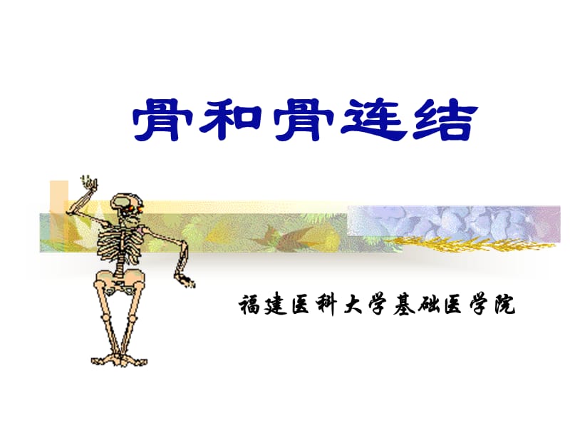 《骨学及其连结》ppt课件_第1页