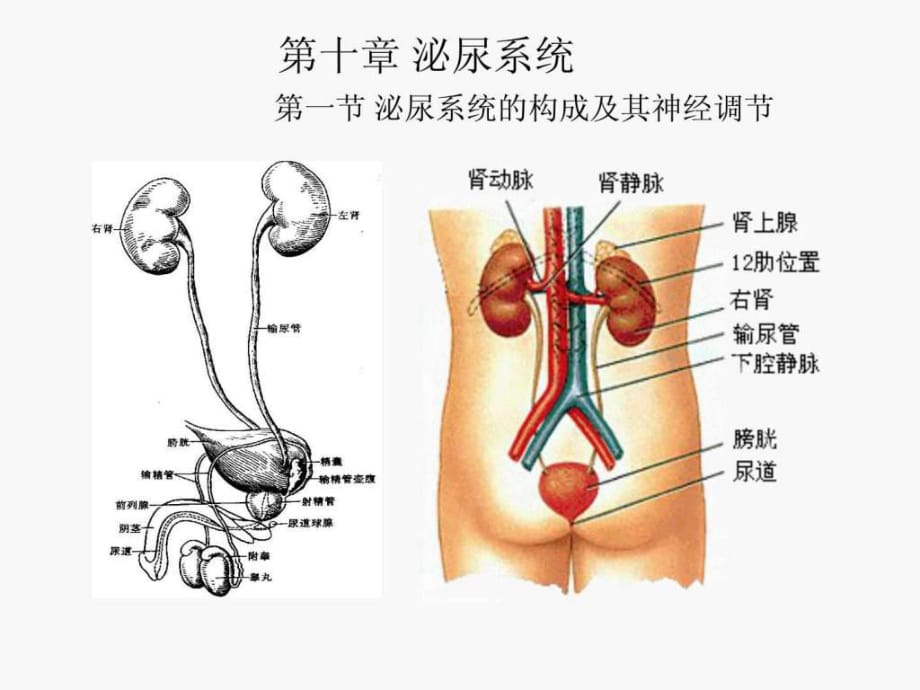 《人體解剖生理學(xué)》第十章泌尿系統(tǒng)-上海海洋大學(xué)-吳文_第1頁(yè)