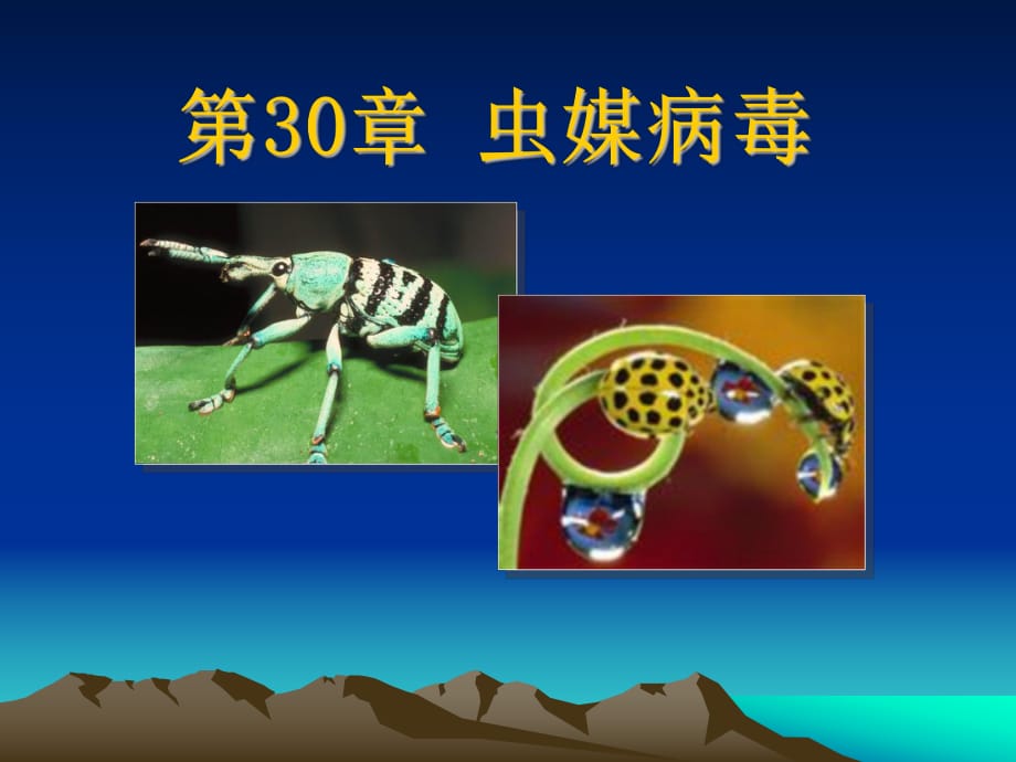 醫(yī)學微生物學第30章蟲媒病毒_第1頁