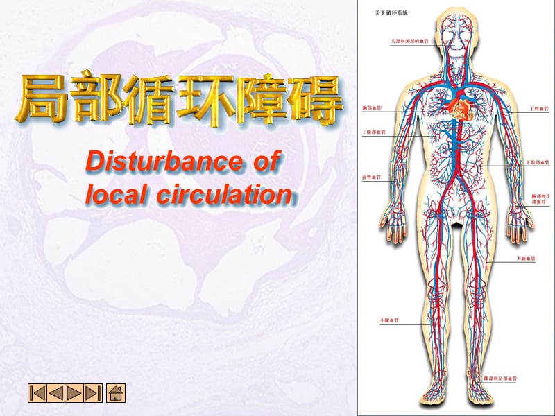 《局部血液循环》ppt课件_第1页