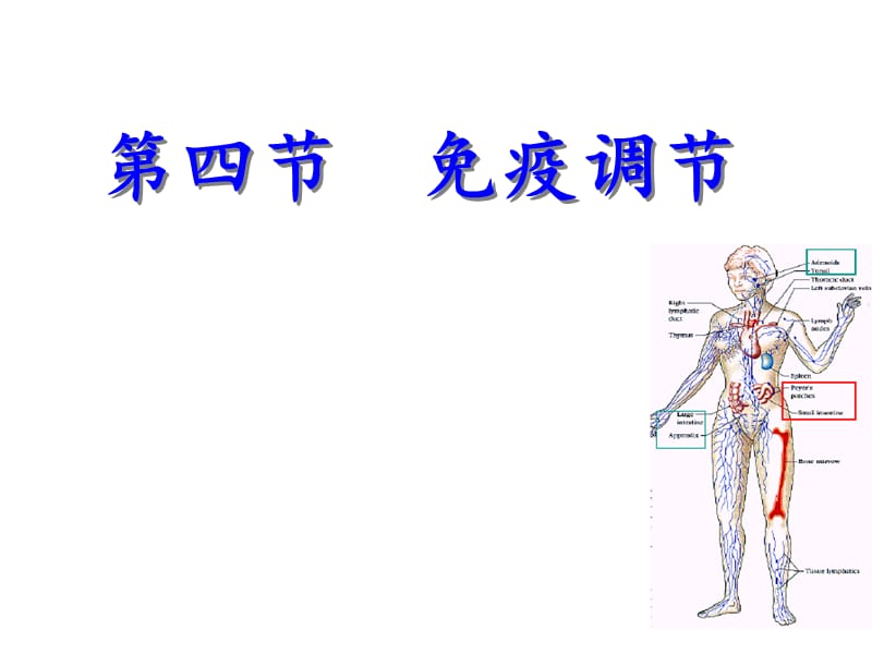 免疫调节上课用ppt课件_第1页