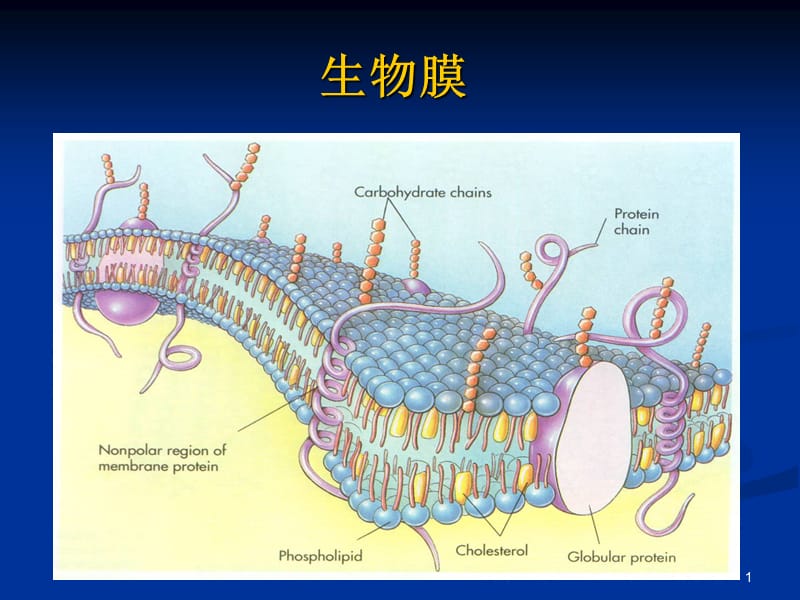 《生物膜》ppt课件_第1页