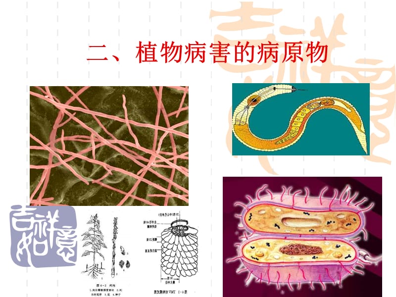 植物病害的病原物ppt課件_第1頁(yè)